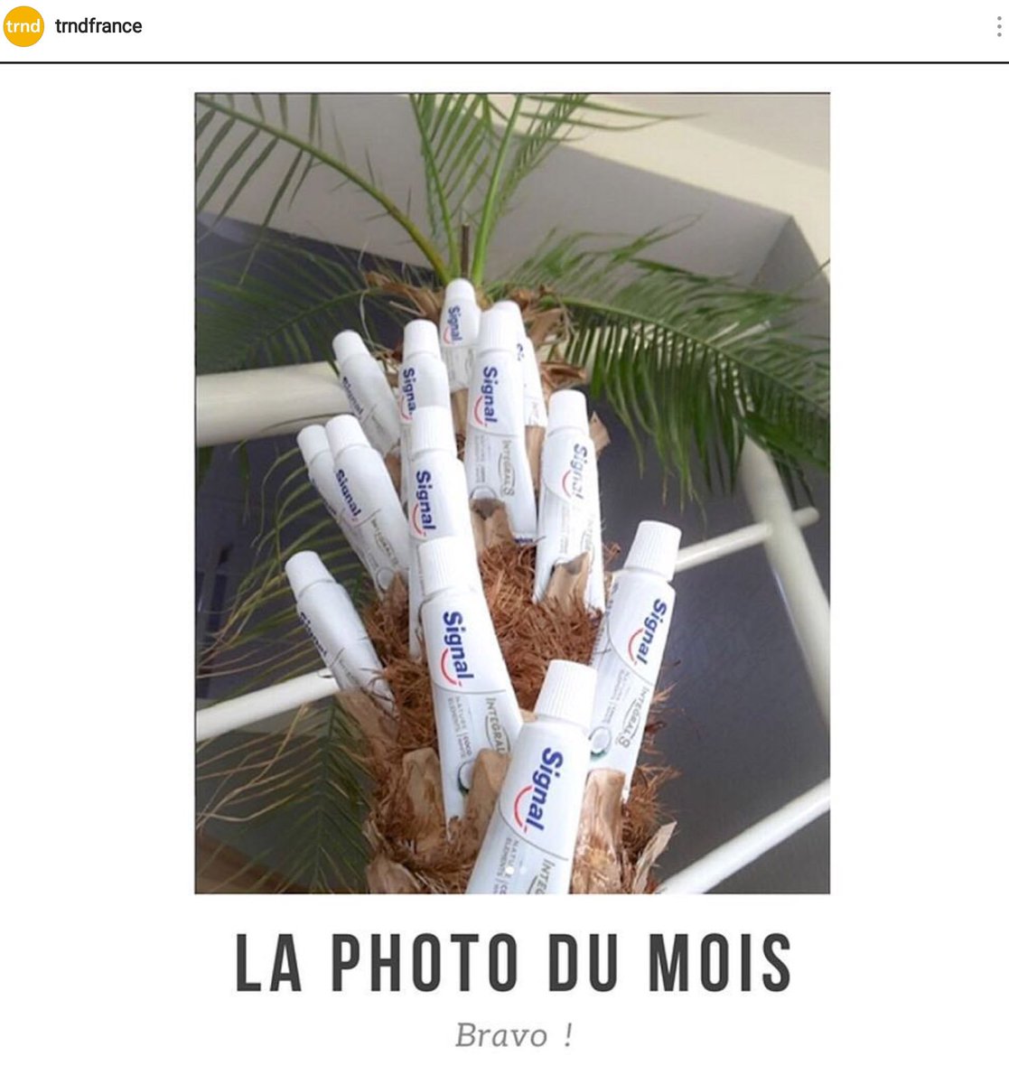 le_lecoq's tweet photo. Merci à  vous tous d'avoir sélectionné ma photo 👍😘🌴😁 @trndfrance #trnd #trndfrance #SignalNatureElements #marketing #photo #photodumois  #instapic #communauté #collaboratif #merci #vote https://t.co/RN6IrEJF0F