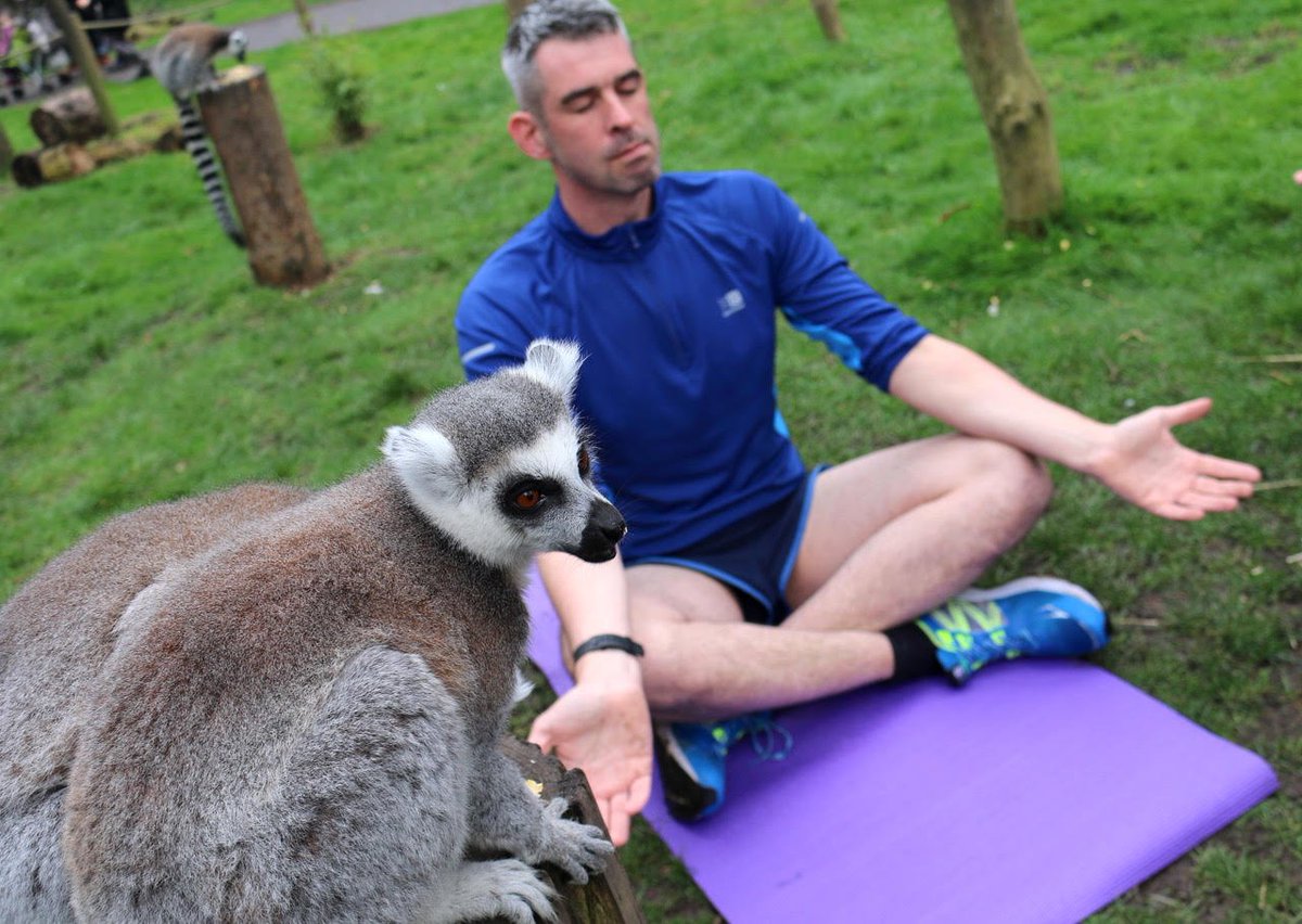 YorkshireWP's tweet photo. Popular 'Animal Yoga' CRAZE hits YWP! 

'Animal Yoga' is the perfect way to connect with your inner animal. We are excited to offer guests the opportunity to experience natural zen while emulating postures of their favourite YWP animals. Full story 👉  https://t.co/WHFmpgDsgd 😊 https://t.co/tHf1zRUAoy