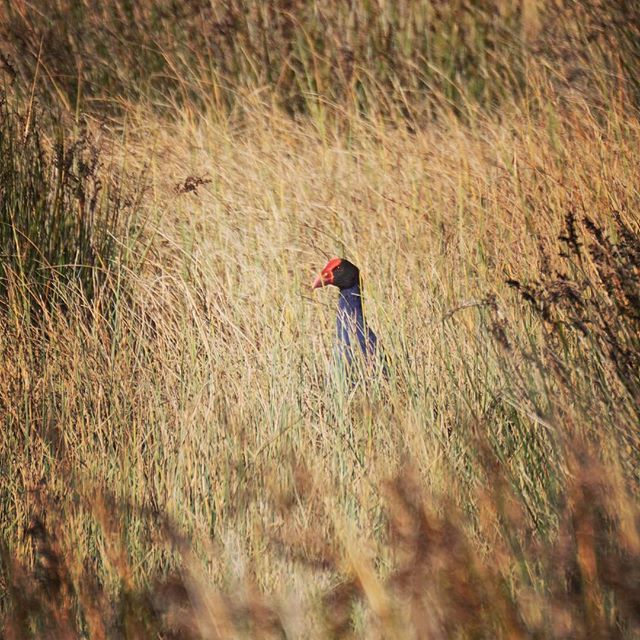 parkecology's tweet image. Pukeko poking around in paradise 
#pukeko #nzbirds #manawatuestuary #saltmarsh #wetlandbirds #wiwi #oioi #foxton #swamphen