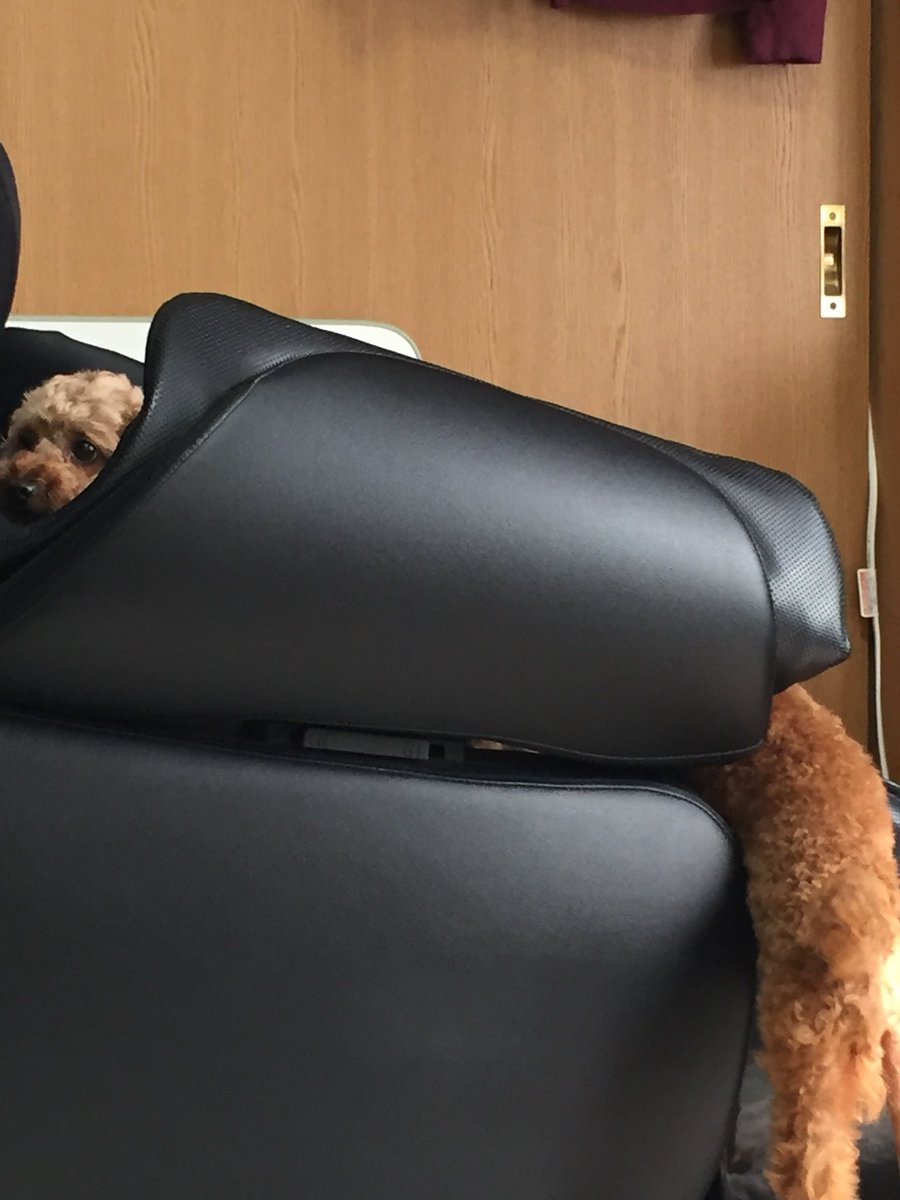 pino337's tweet photo. 体の長ーい1匹のワンコ🐶🐾🐾 https://t.co/wjMKFbbXjT