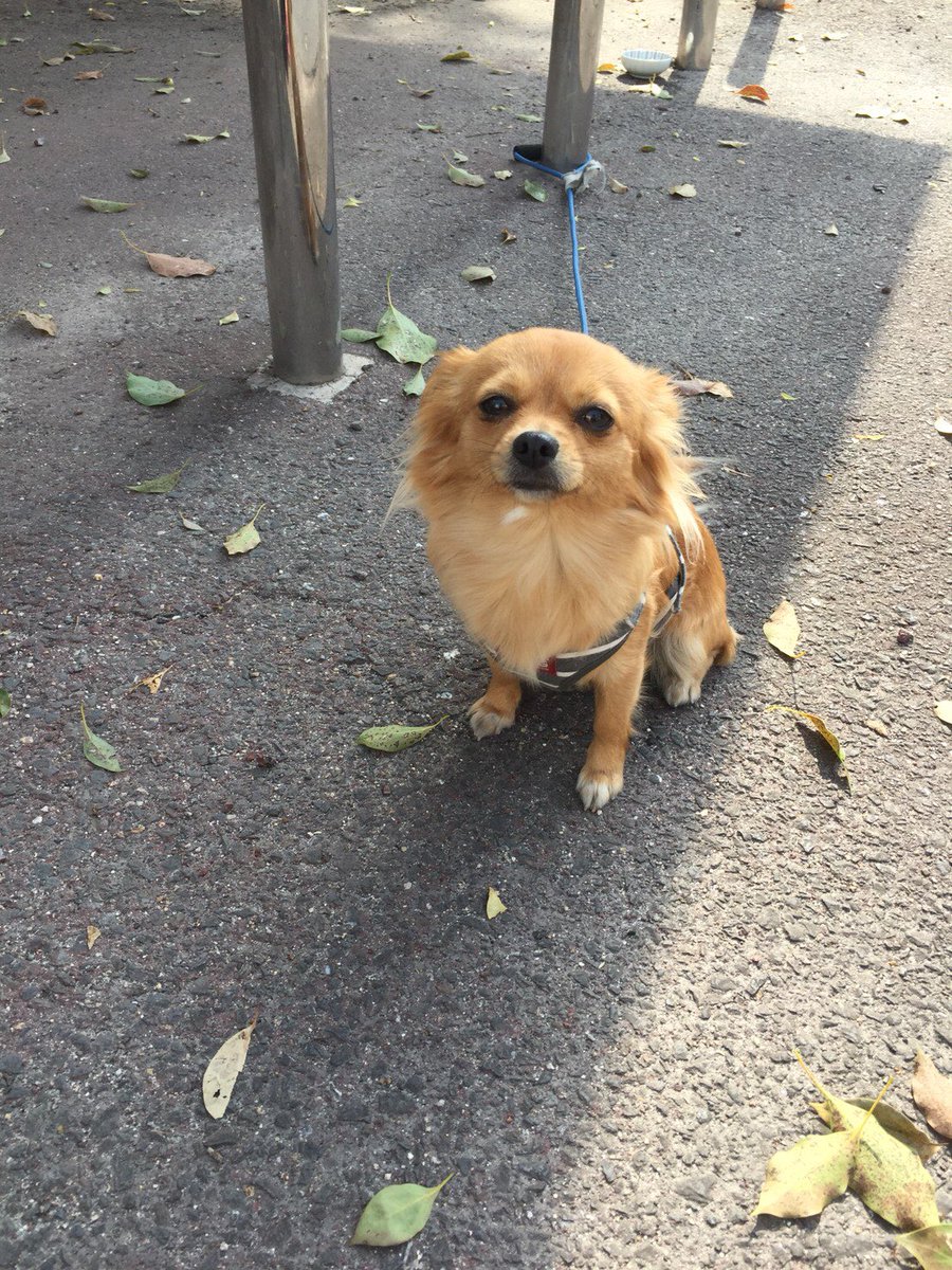 ざくろ Pa Twitter 迷子犬 保護 チワワ ロングコート 茶色 4 1 14 45頃 私市駅付近で保護 近所の方が私市駅前のいわふね朝市に係留してくれています チワワ 私市 交野市 迷子犬 保護犬 ざくろ Pa Twitter 迷子犬 保護 チワワ ロングコート 茶色 4 1 14 45頃 私市駅付近で保護 近所の方が私市駅前のいわふね朝市に係留してくれています チワワ 私市 交野市 迷子犬 保護犬