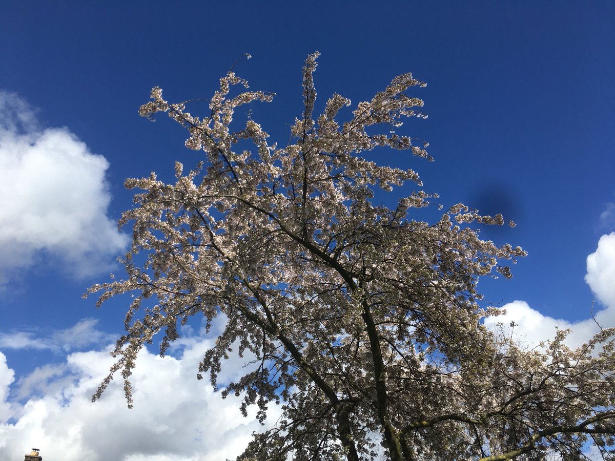 TythorneGD's tweet image. Happy Easter! It's April and it's a great month to get outside and enjoy our gardens. Read our guide to what's looking great this month: tythorne.com/blog/our-garde…