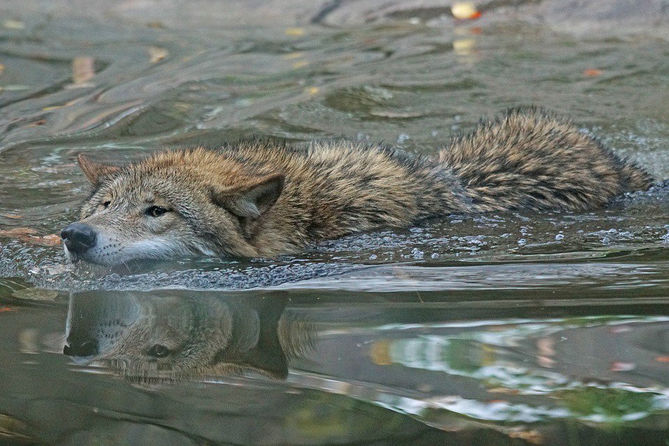 Wolven weetjes