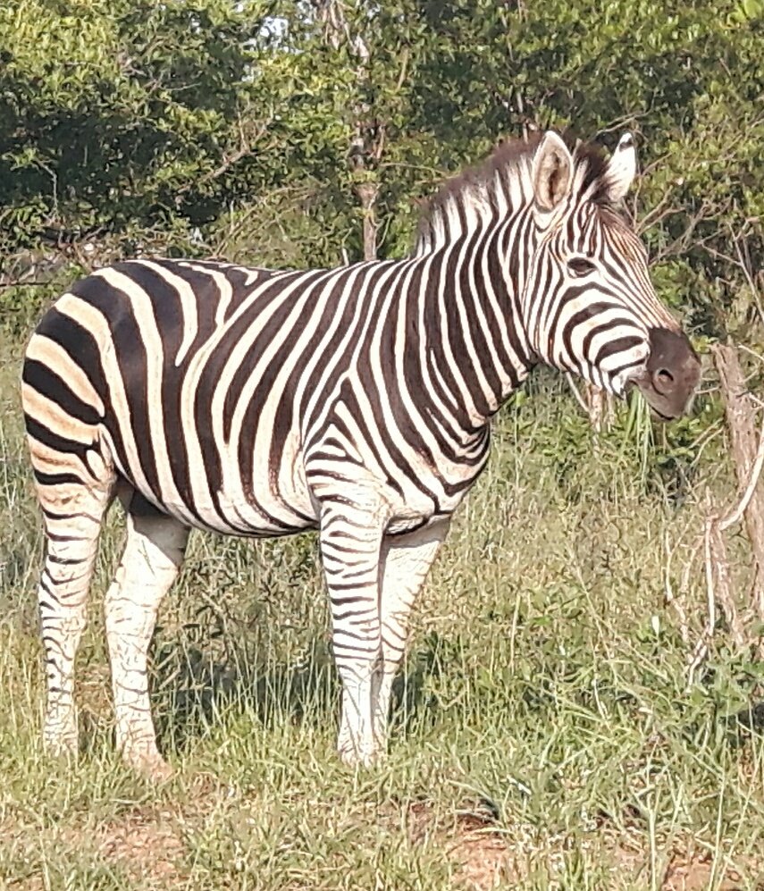 Our new working livery Dazzle is out of quarantine and should arrive later this week.#newarrivals