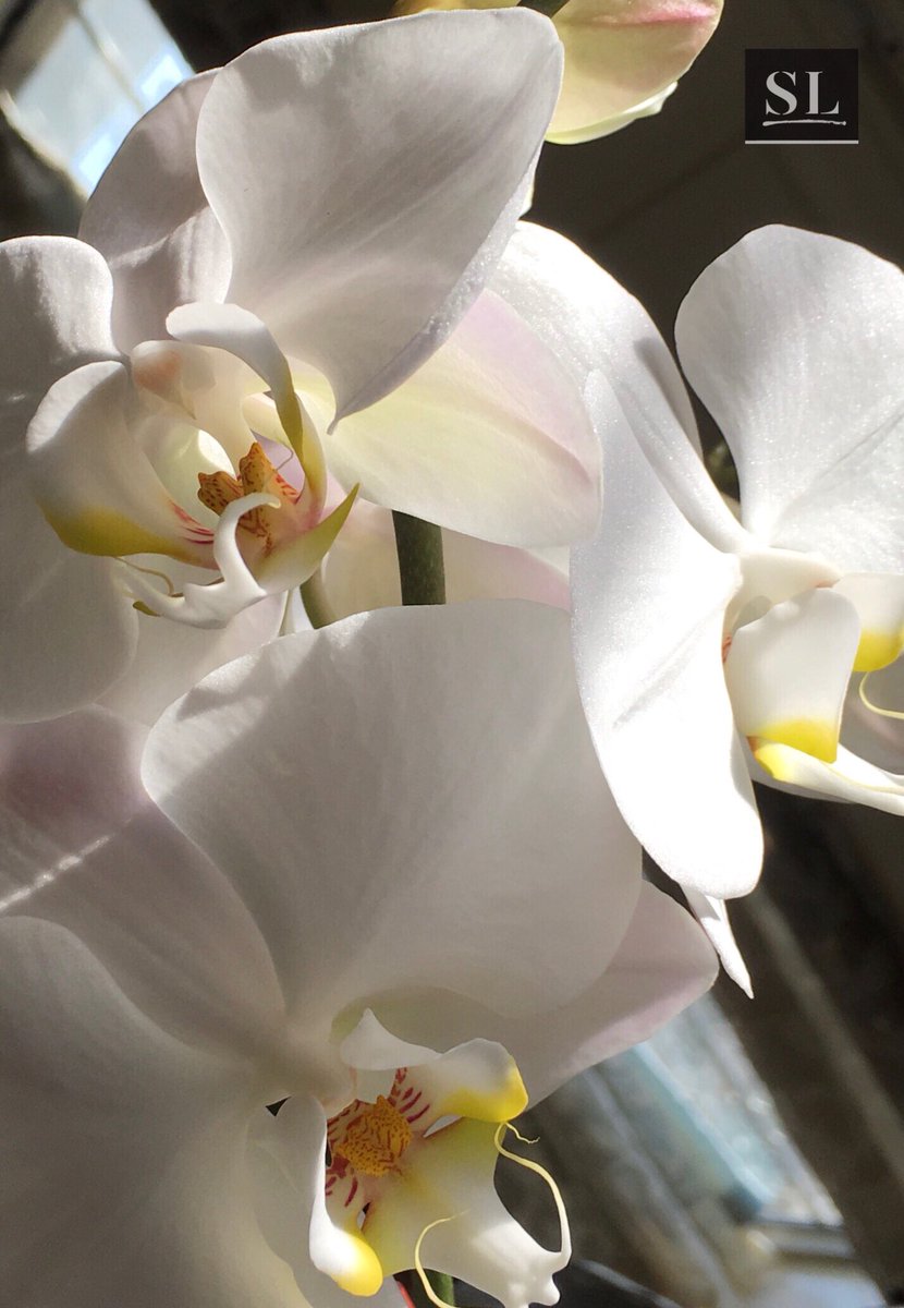 slgparrish's tweet image. “RISEN” He lives!!! Easter...it’s everything!!! @RickWarren @joannagaines @JoyceMeyerMin @saddlebackchurch @prayfit @ANNELAMOTT @Beekman1802Boys @artsantafe @artsandiego_ #slgparrish #Easter #HeLives #PhotographyIsArt  #photography #Austin #austinart #artlife #flowerphotography