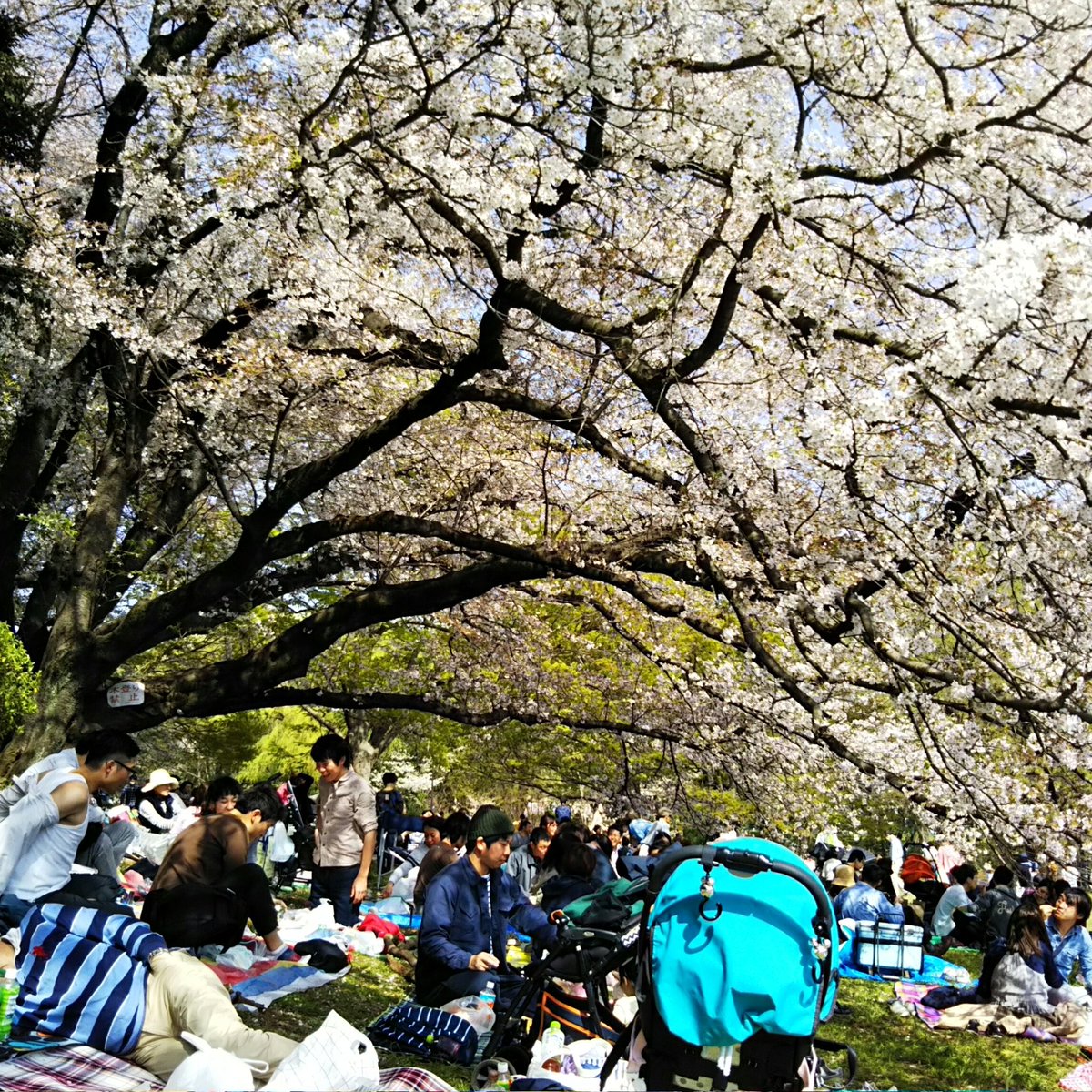 Hiroreropon テニスの後は 砧公園でお花見 世田谷区 砧公園の桜は何とか今日まで待っていてくれました ノ 天気も良く最高です 世田谷区 砧公園 桜 お花見