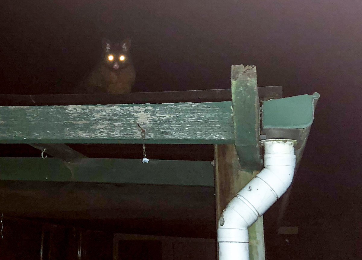 RockWombat's tweet photo. The eyes are back! #possum #attack #tasmania #wildlife https://t.co/3Y6cfXepeU