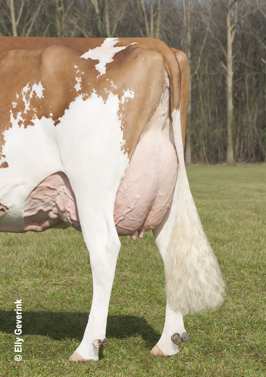 Kijk op onze Facebook pagina, en raad de Duitse vader van deze beste koe!
#enwingratisrietjes