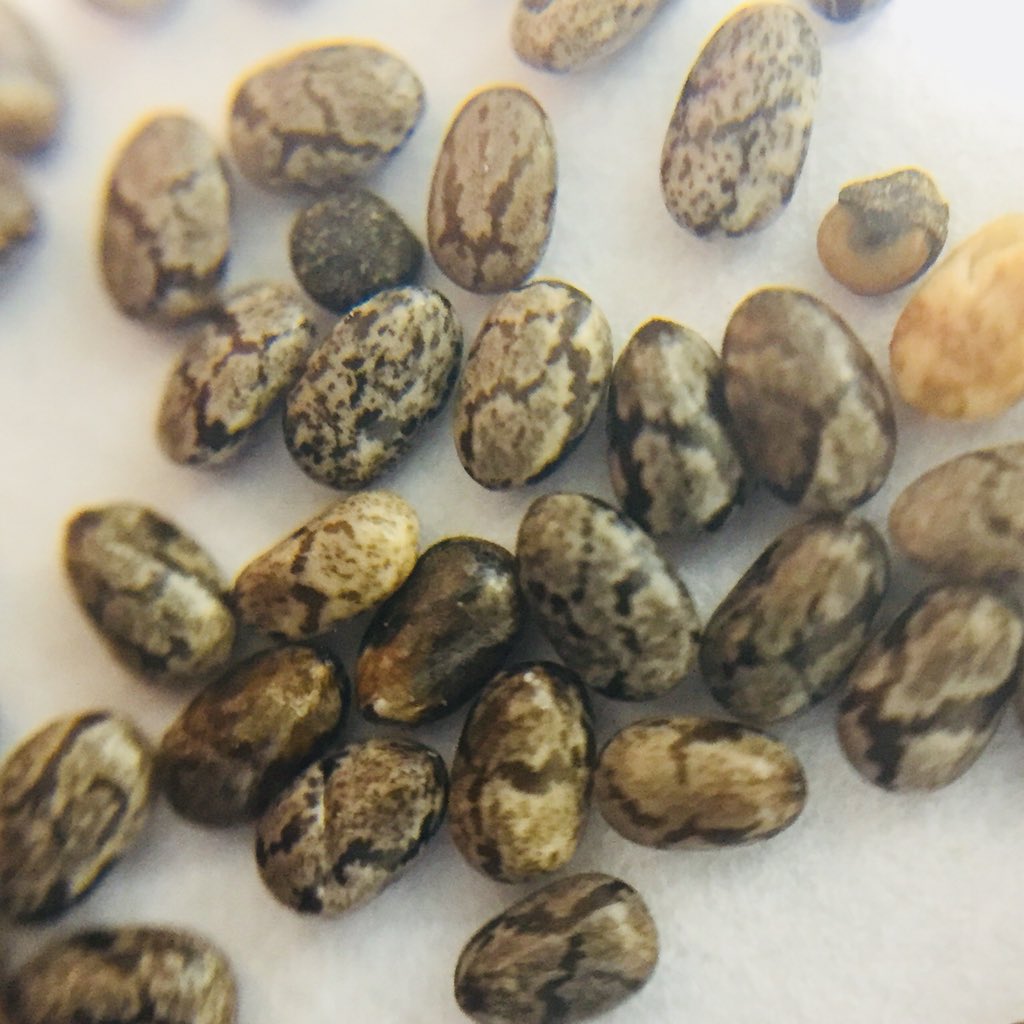 We’ve chosen Easter (what better time) to add a new product to our range: #Essex Dragons’ Eggs. 

Climate change has made it possible for our pioneering farmers   to raise egg-laying dragons in Essex for, we think, the first time in 1000 years. 

Look out for them in our website!