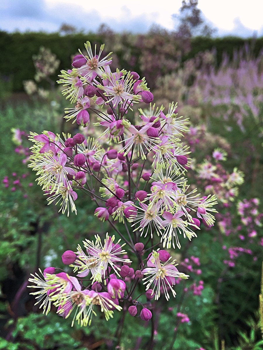 Spring is springing &amp; here's a taste of things to come! #Thalictrum 'Anne' is perfect for creating towering clouds of tiny pink flowers. #AVList #gardenideas #gardendesign #horticulture