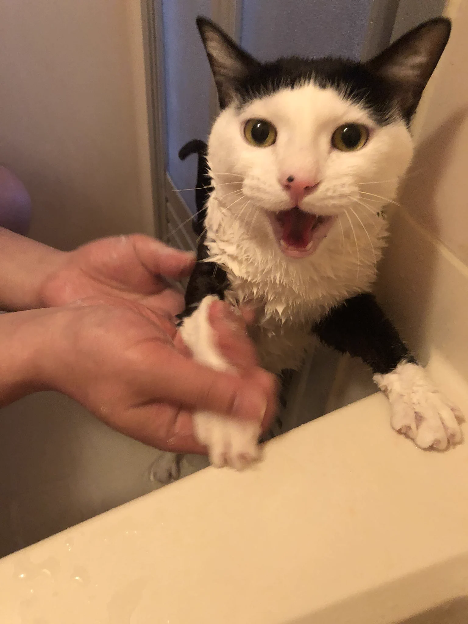 無我の境地ｗお風呂に入れられた猫が絶望から悟りを開くまでｗｗｗ