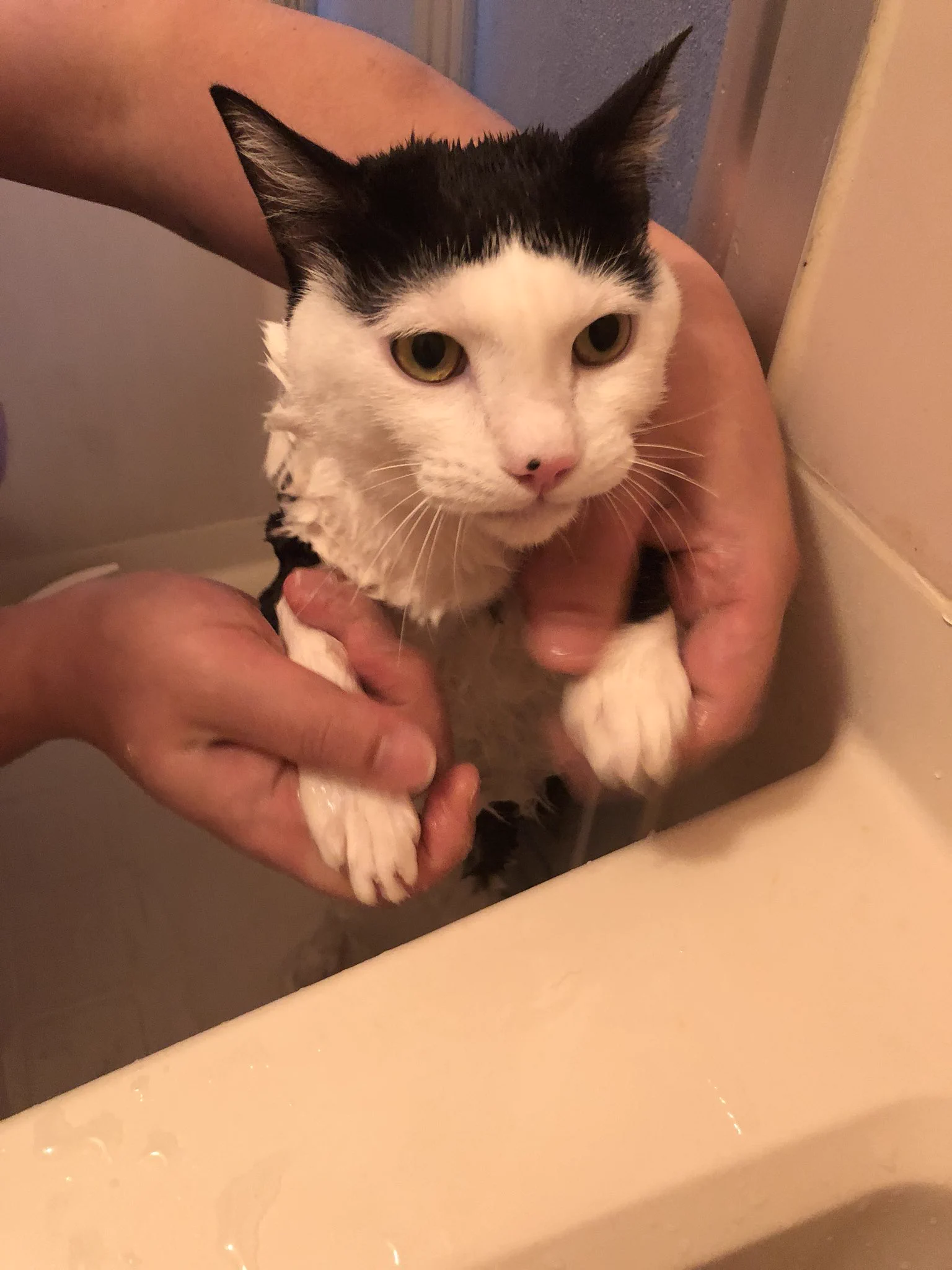 無我の境地ｗお風呂に入れられた猫が絶望から悟りを開くまでｗｗｗ