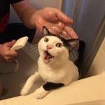 無我の境地ｗお風呂に入れられた猫が絶望から悟りを開くまで!