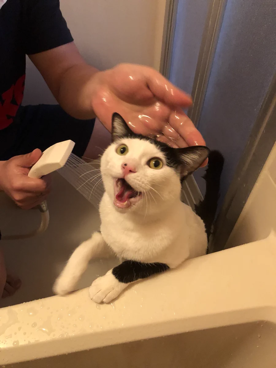 無我の境地ｗお風呂に入れられた猫が絶望から悟りを開くまでｗｗｗ