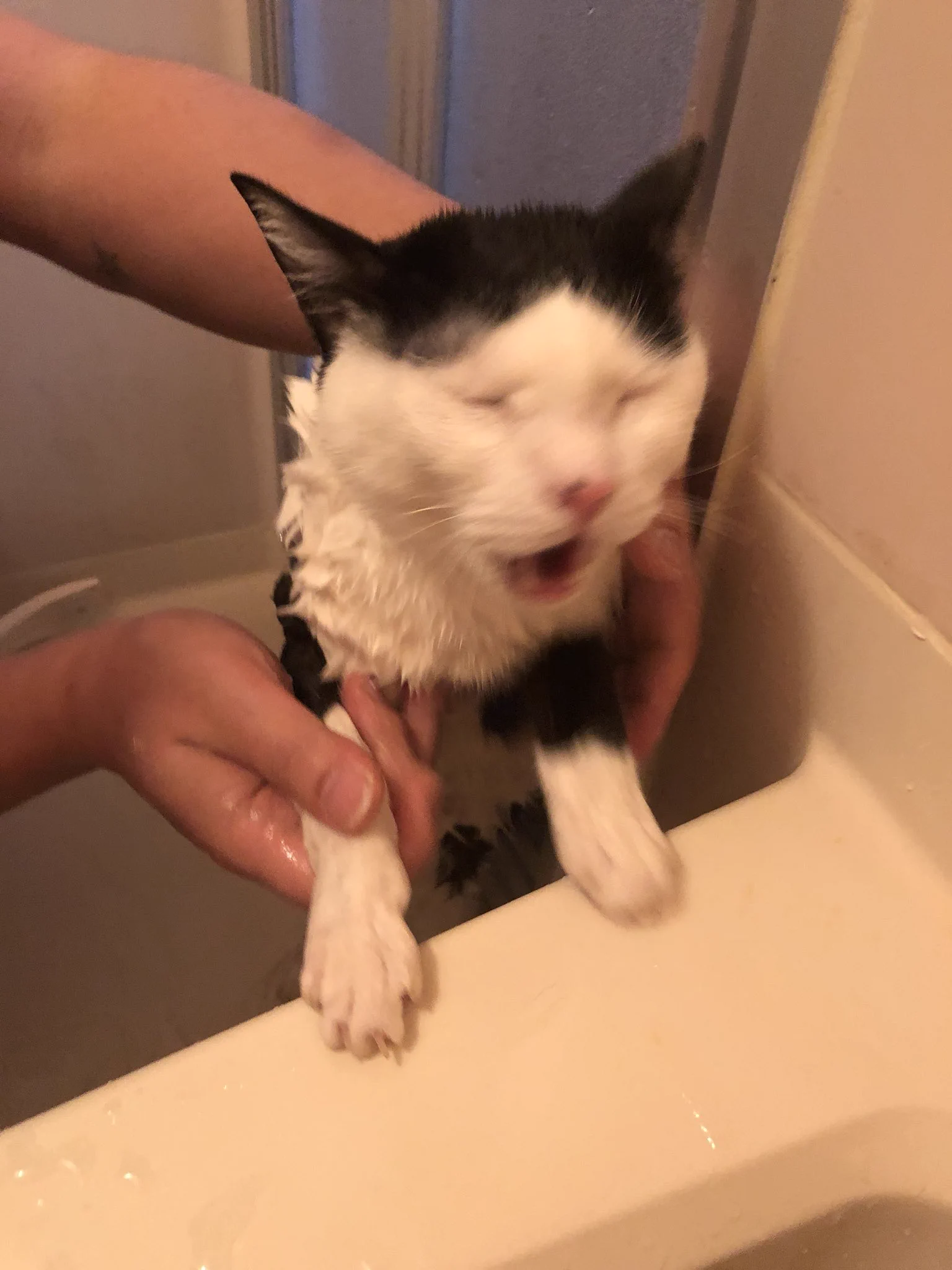 無我の境地ｗお風呂に入れられた猫が絶望から悟りを開くまでｗｗｗ