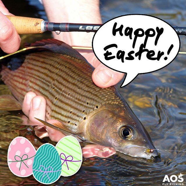 aosfishing's tweet photo. Happy Easter! 🐰 It's Fly Fishing Sunday! 🐟 🌞 🐟#flyfishingmakesyouhappy #grayling #äsche #temolo #aosfishing #flyfishing #fliegenfischen #pescamosca #fluefiskeri #perhokalastus #vliegvissen #pescaconmosca #pechemouche #fluefiske #graz #styria #steierm… https://t.co/xCu0djDiIK https://t.co/zNBWvSVQTI