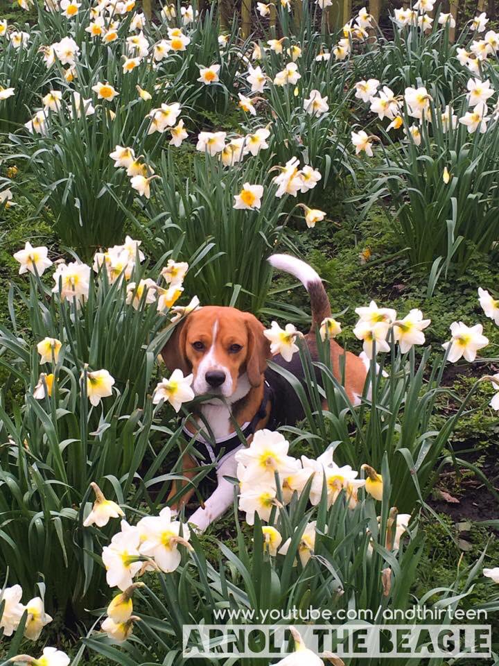 arnoldthebeagle's tweet photo. Happy Easter 🐶💙 #beagle #puppy #arnold #EasterWeekend2018 #puppylove #EasterSunday #cute #spring https://t.co/tNbFXjuZ4j