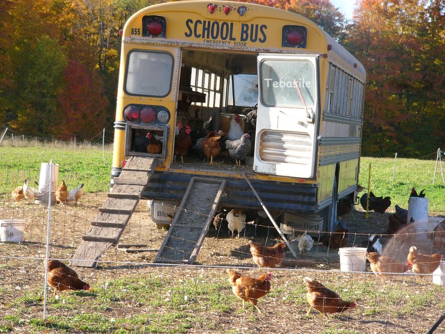 To celebrate #Easter we've decided to make our own #eggs! #HappyEaster everyone! #eastereggs #chickens #yellowbus #newbusiness #newventure #whatcamefirst