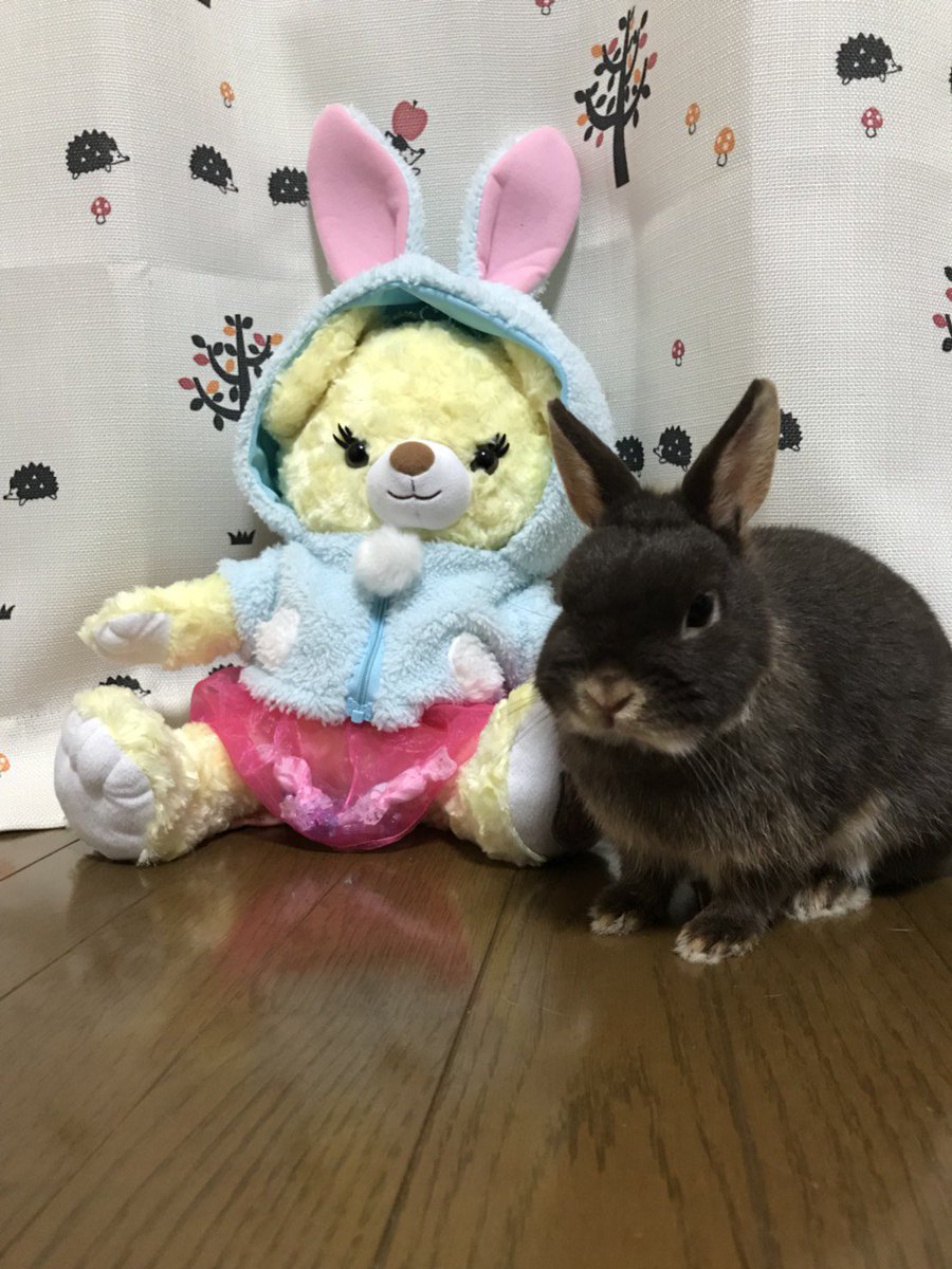 イースターバニー Hashtag On Twitter