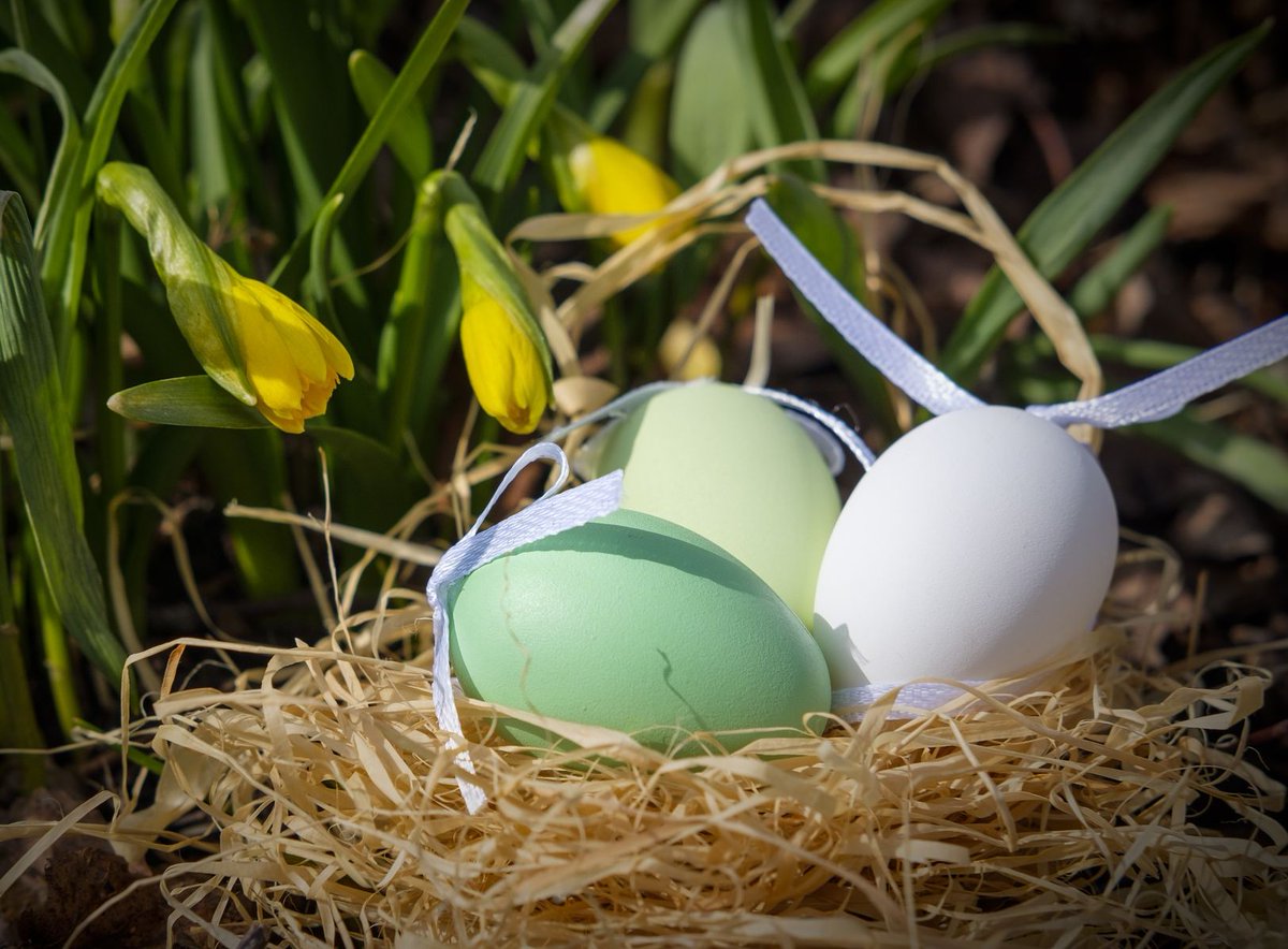 thinkstaffuk's tweet photo. Happy Easter to you all! Have a lovely Easter weekend 🐰🐣#easter #EasterHolidays #HappyEasterEveryone #spring https://t.co/GZ7NKOj0RY