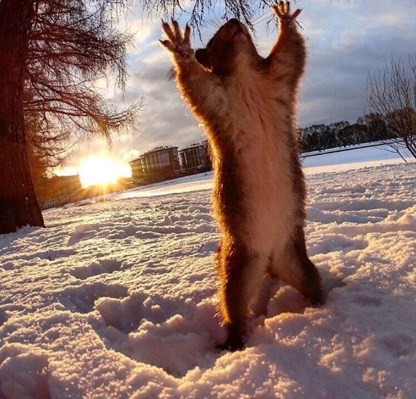 Белки вызывают тёплую весну! 😊
Питер. ЦПКиО...