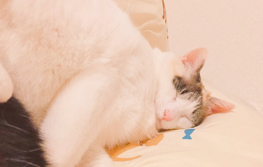 お尻くっつけて一緒に寝てた、、、、🐱❤
