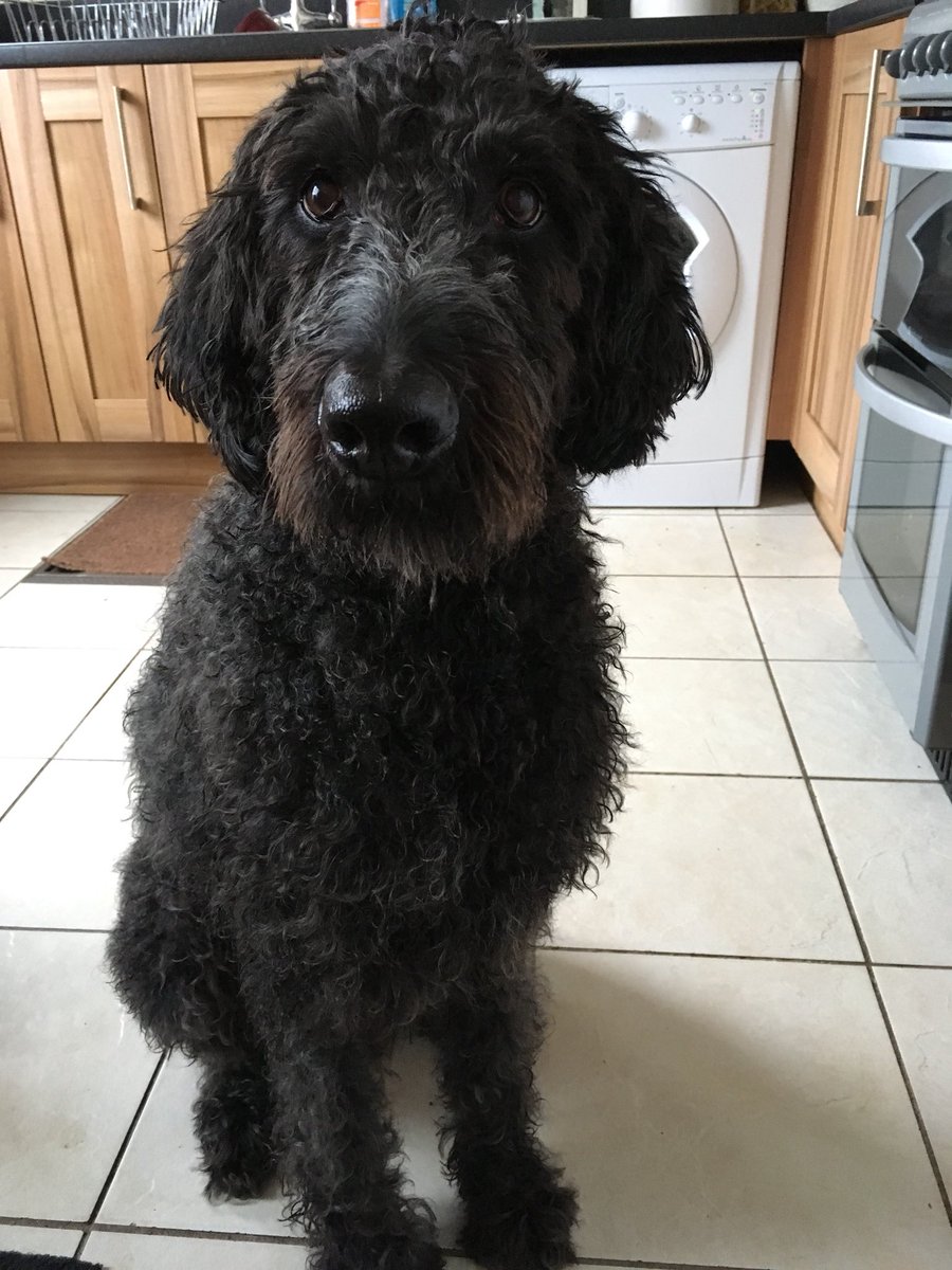 shortiernr's tweet photo. Hopefully no more “is your dog getting fat”!? now he’s had his Easter trim! #fluffydognomore #springtidy ✂️🛁🐶 https://t.co/049rkf2XPd