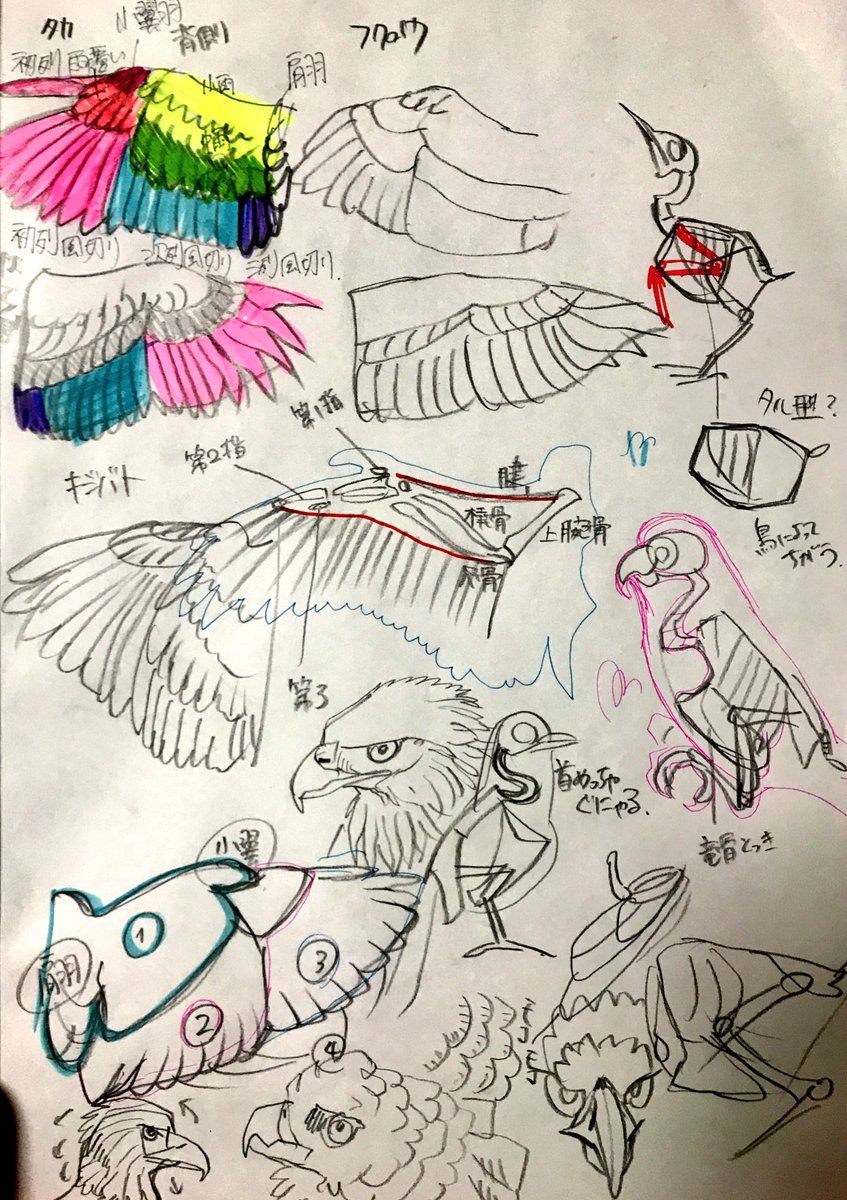 鳥…勉強 
