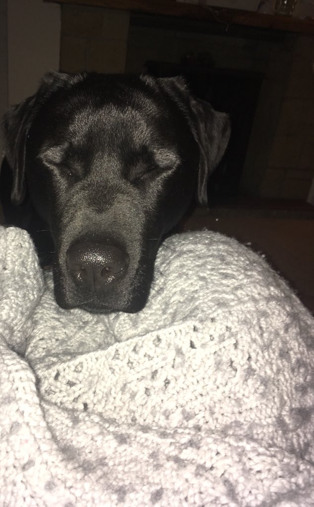 JennytheM's tweet photo. @andrewwww_7 My @BuddieTheLab doesn’t like the flash lighting in my camera so he closes his eyes in anticipation 🤣 https://t.co/qPPhkOItv9