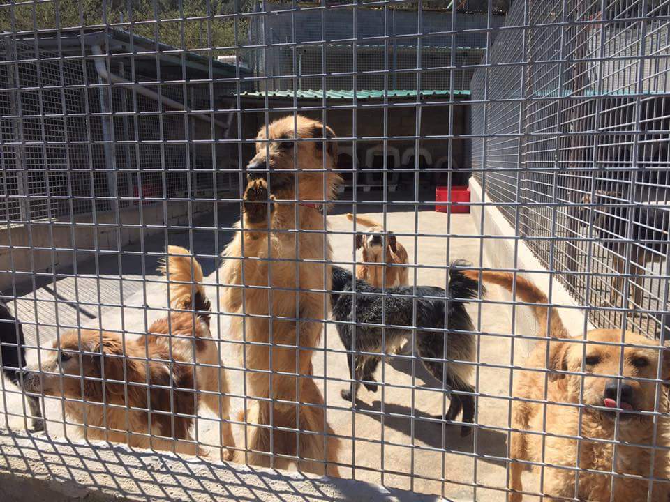 PadelanteTeam's tweet photo. Padelante team visitamos las instalaciones de la protectora sense sostre de vallirana, a una semana del torneo contra el maltrato y abandono animal, un gran trabajo el que hacen , estos voluntarios, cada día a cargo de mas de 170 animales , q allí viven, y necesitan mucha ayuda https://t.co/uslvemkLP7