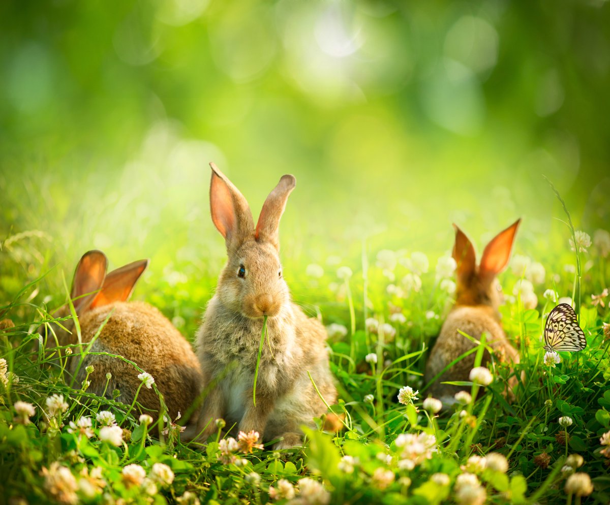 PeterEgan6's tweet photo. @OpposeBandK @CrueltyFreeIntl @rickygervais @ChrisGPackham @marcthevet @Protect_Wldlife @JaneGoodallInst @EU_Commission Yes. I ask @CrueltyFreeIntl to answer why we've been invited to celebrate #Banniversary congratulating the @EU_Commission - https://t.co/8QAtvBZxO7 when they're in charge of REACH legislation that still requires most cosmetic ingredients to be tested on animals? @DrLisaCameronMP https://t.co/3ognN84hSf
