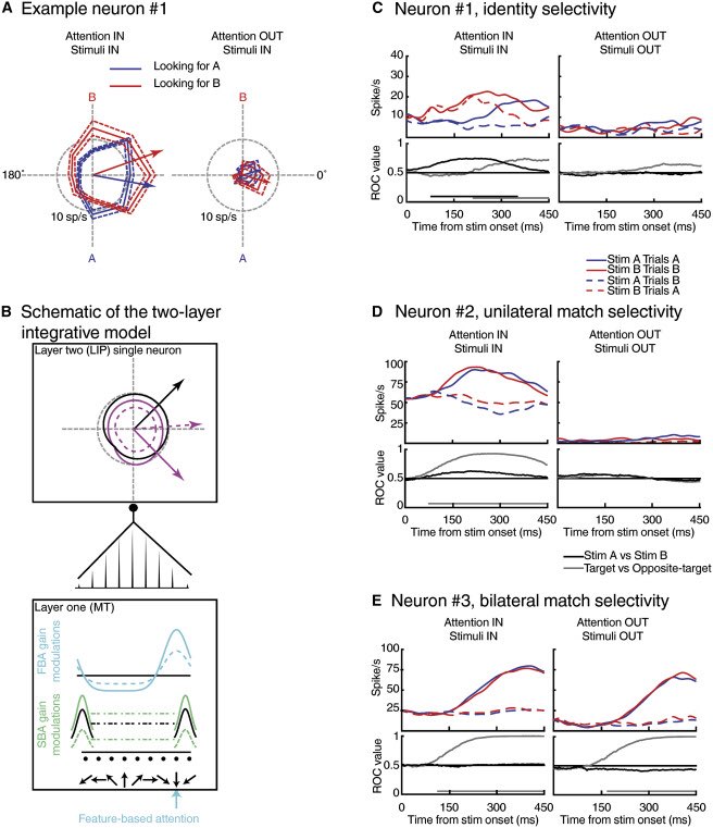 neuroraf's tweet photo. An Integrative Framework for Sensory, Motor, and Cognitive Functions of the Posterior Parietal Cortex https://t.co/JEgRyPBiwK in @NeuroCellPress https://t.co/b6GaE3PKbr