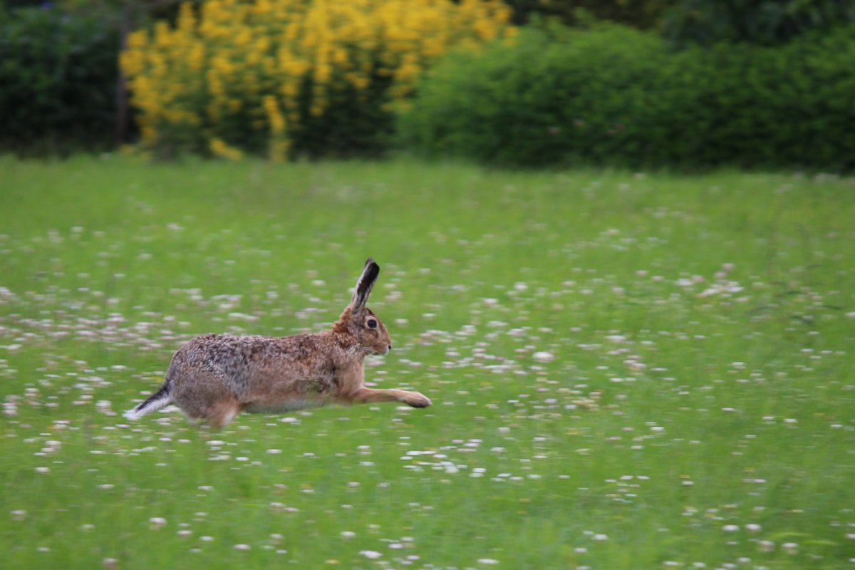Marktkorb's tweet image. Frohe Ostern! Der MK wünscht allen Lesern und Kunden schöne Feiertage, 
eine lustige Eiersuche und eine glückliche Familienzeit!