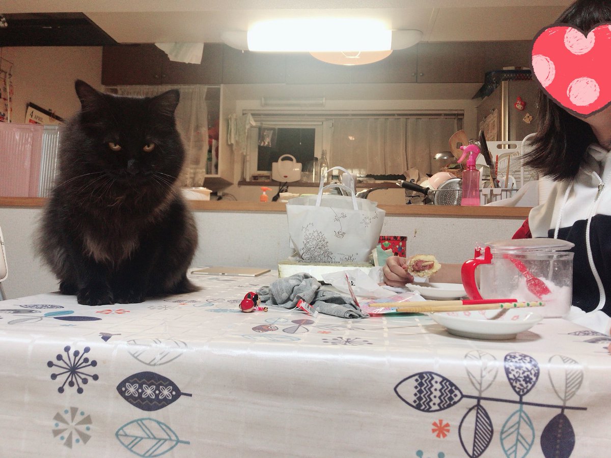 猫のいる食卓