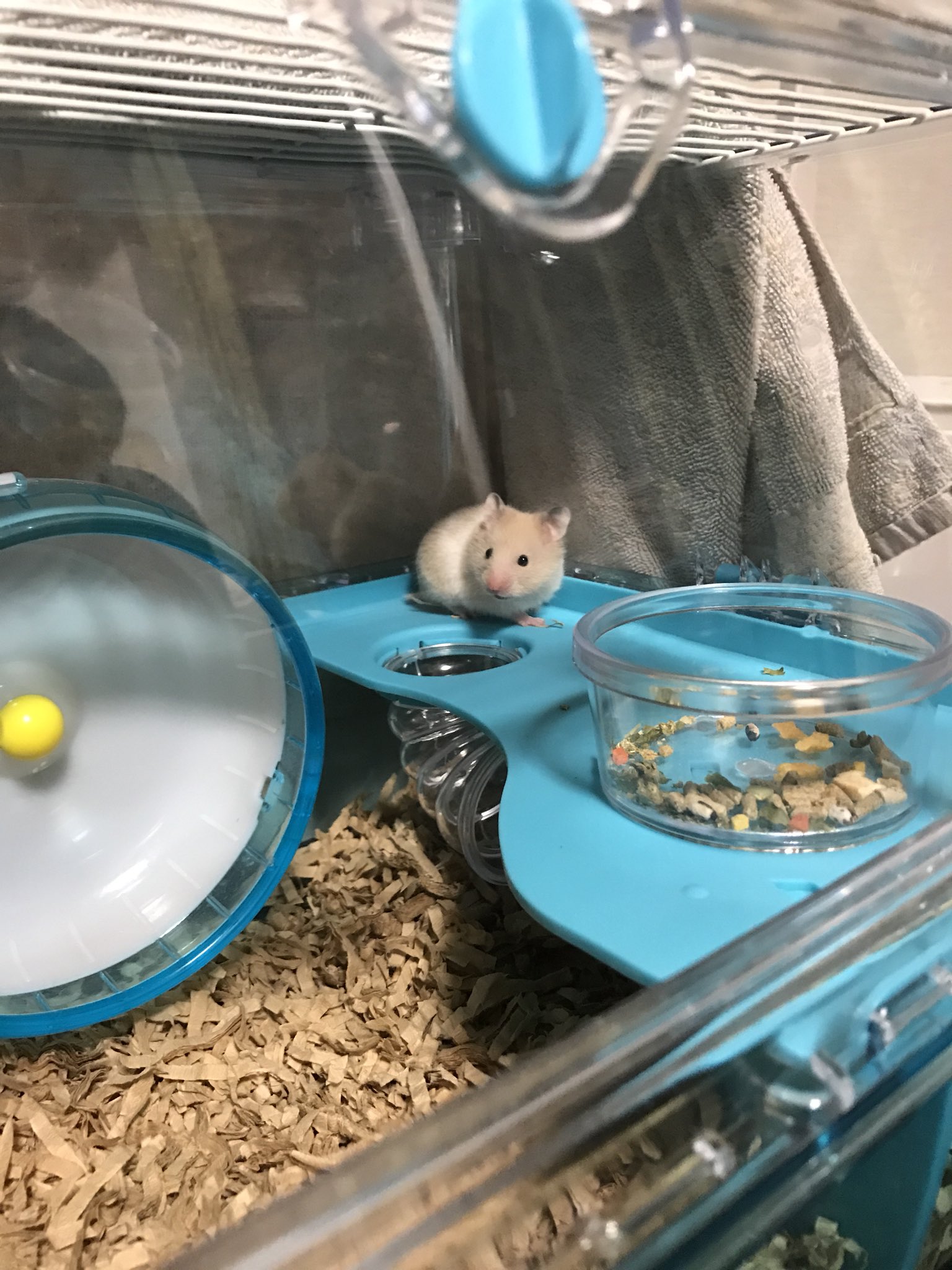 ビエラ Twitterissa もこうさん家のグンロズが邪教の権化だった頃の貴重な写真です めっちゃ小さい 可愛すぎて笑う 長生き祈願 ビエラ Twitterissa もこうさん家のグンロズが邪教の権化だった頃の貴重な写真です めっちゃ小さい 可愛すぎて笑う 長生き祈願
