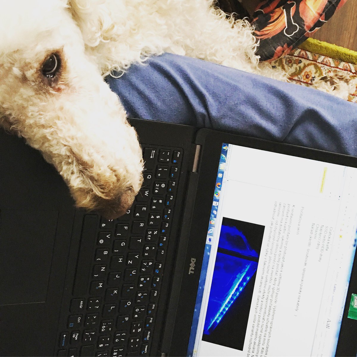 Doing homework with my shaggy friend 😁😀🐩 #royalpoodle #dog #lovefordogs #homework #studying #college #informationtechnologies #womeninit #java #programmer #programming  #sunday