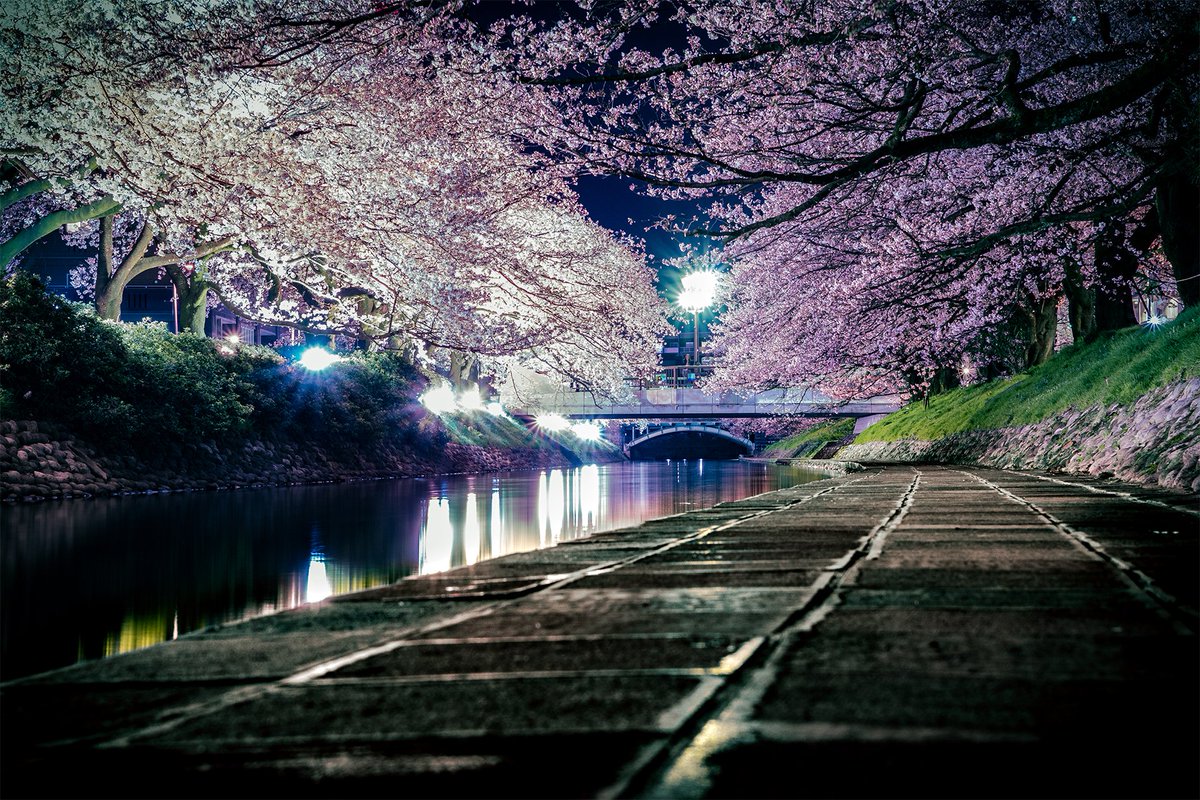 Gekko 地元民ですが 生まれて初めて松川べりの桜をじっくり見てきました 笑 この日はまだお花見の人も少なく ちょっと寒い夜風を感じながら夜桜のライトアップを堪能してきました 富山の風景 松川べり Pashadelic Tcc桜ツイート 桜 ファインダー