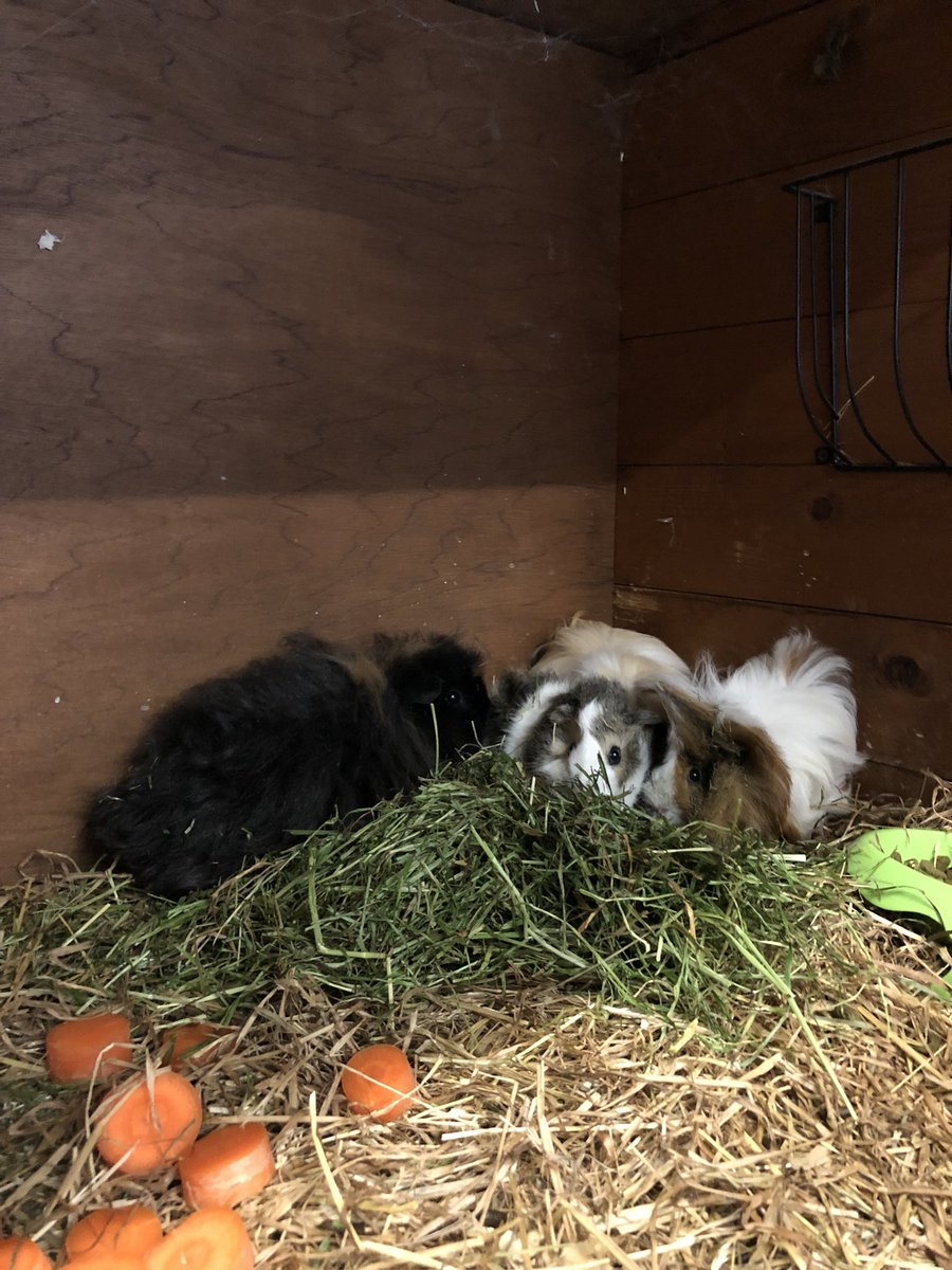 hopsyshouse's tweet photo. This weekendโs guests tucking into some readigrass & carrots โค๏ธ#smallpetboarding #smallanimalboarding #pets #guineapigs #kentbusiness #kentpets #animals #pets #pethotel https://t.co/IesbetvGFw