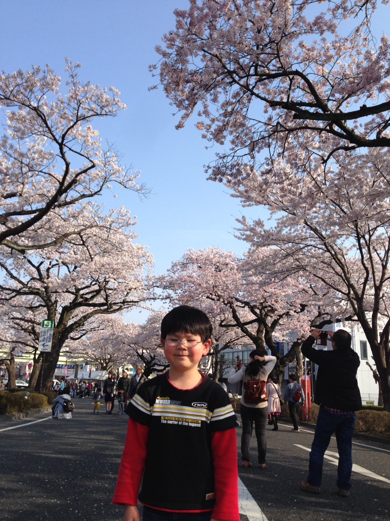 植木 しんじ على تويتر 日立市の桜まつりに行ってきました かみね公園は家族連れで賑わっていました 写真は 日立駅前通り桜並木の歩行者天国で撮影しました