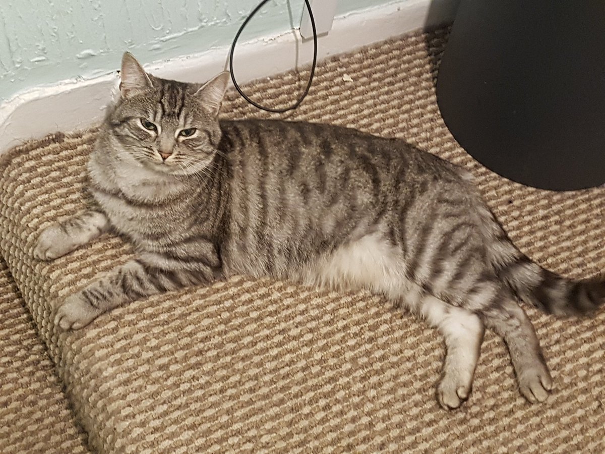 ArtisticRy's tweet photo. These are some pics of my cat. https://t.co/CtVzT8wkv3