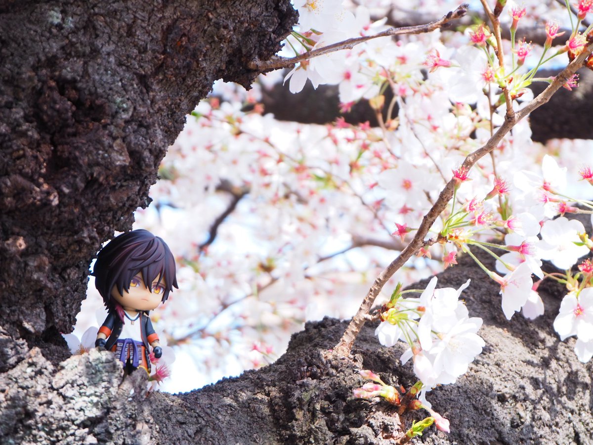 aki_453's tweet photo. ねんくり🌸 https://t.co/KrOWUgaUYj