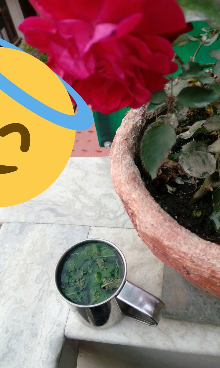 soulnepal's tweet photo. #Mint_tea
Eve https://t.co/lGJuutt9Eo