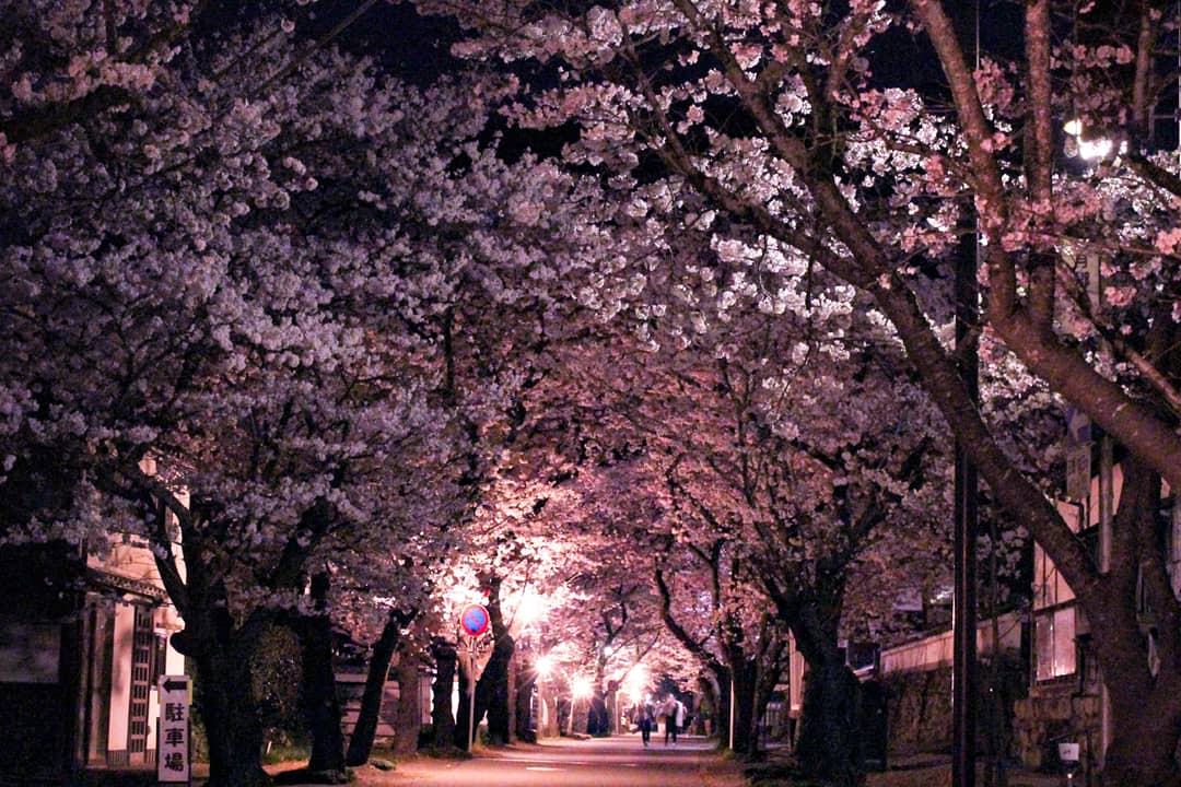Miyachan En Twitter 桜のライトアップ 福岡県 秋月城 秋月城跡 秋月杉の馬場 桜 ライトアップ ファインダー越しのわたしの世界