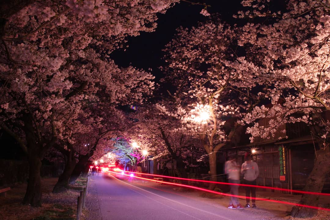Miyachan En Twitter 桜のライトアップ 福岡県 秋月城 秋月城跡 秋月杉の馬場 桜 ライトアップ ファインダー越しのわたしの世界