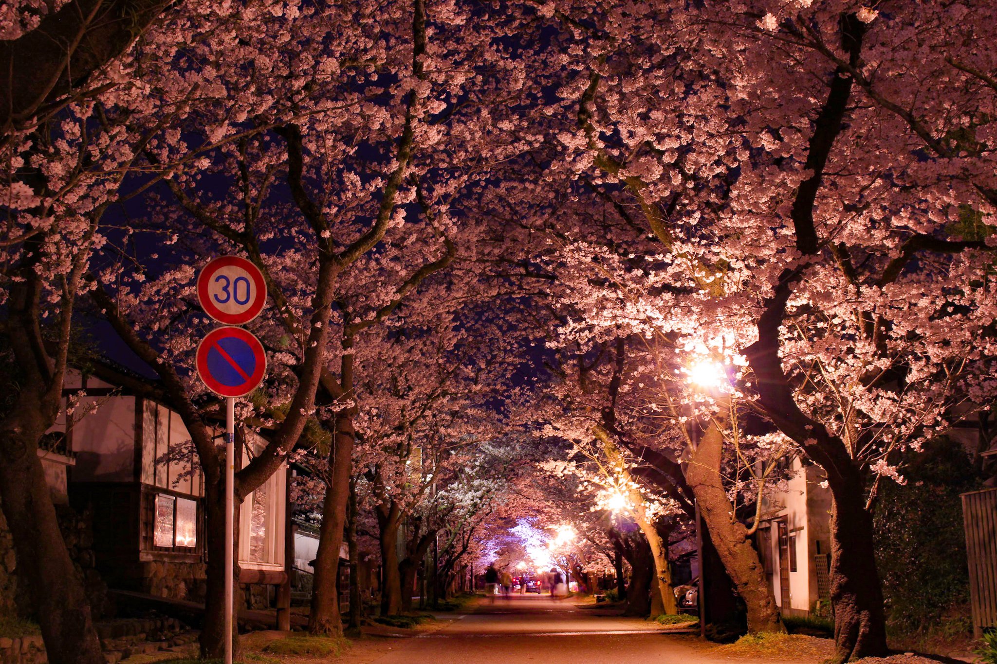 Miyachan 桜のライトアップ 福岡県 秋月城 秋月城跡 秋月杉の馬場 桜 ライトアップ ファインダー越しのわたしの世界 Miyachan 桜のライトアップ 福岡県 秋月城 秋月城跡 秋月杉の馬場 桜 ライトアップ ファインダー越しのわたしの世界