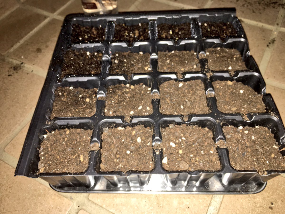 ろふぃる 植物 トウガラシ うまく発芽したのでセルトレイに移植です コタツの保温効果凄い 家庭菜園 トウガラシ 発芽 コタツ