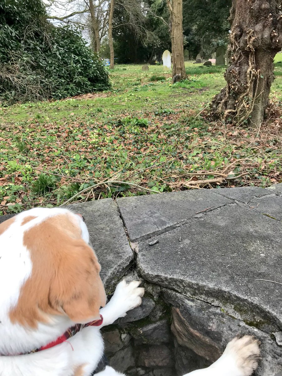 🐶nope after 12 &amp; there he is... 🐿