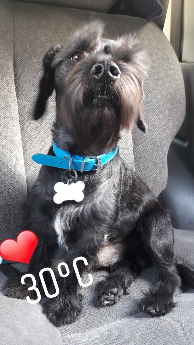 EMMMysss's tweet photo. Mi precioso ❤🐶 mi fiel compañero?¡¡¡ https://t.co/HiFqh8nkpG