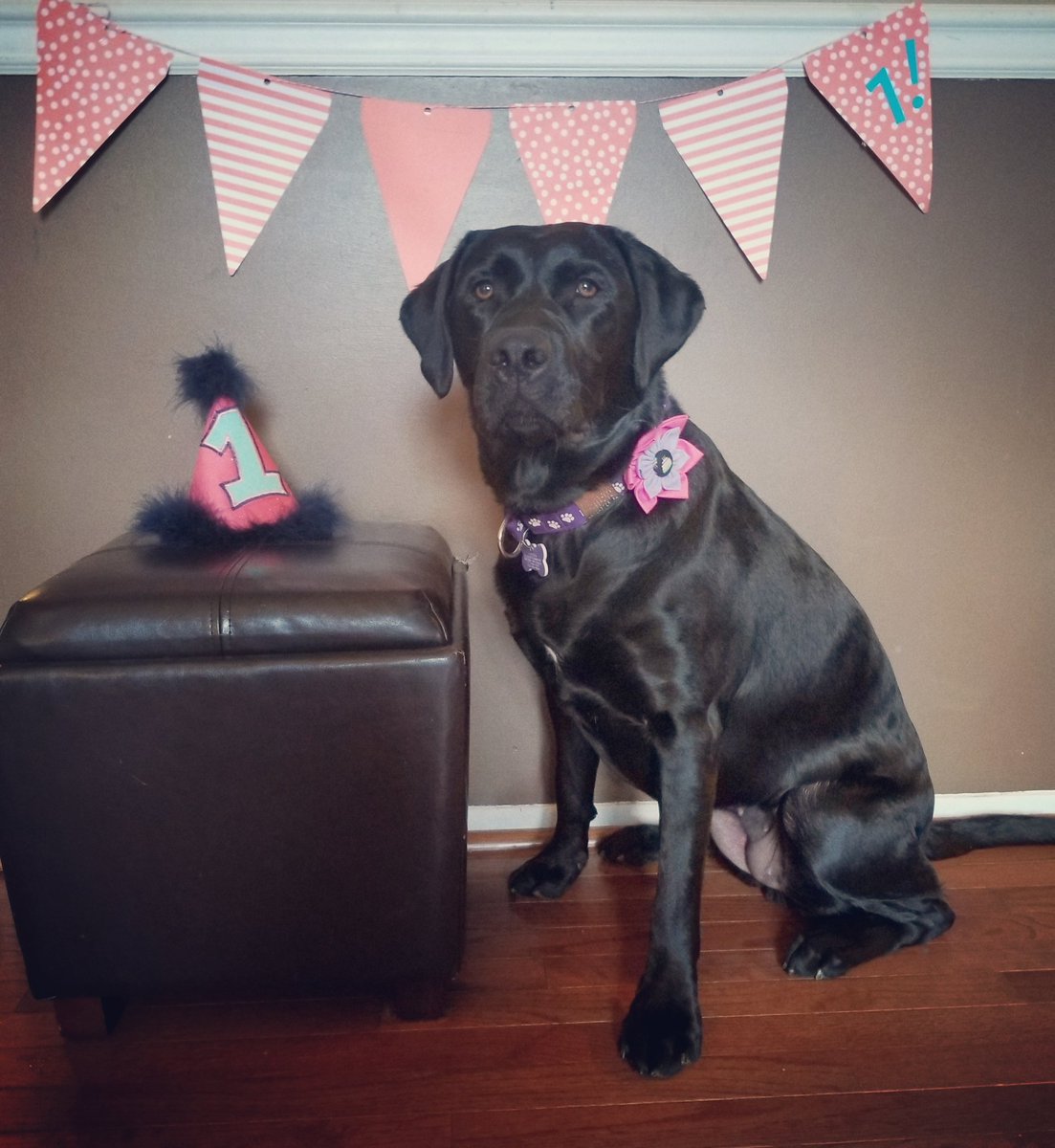 Aurora4117CAIU's tweet photo. Happy birthday to me!! Today I am 1 year old.  🐶💜🎉🎈#auroraborealis #rory #1stbirthday #uds #servicedogintraining #NYCSD #WeAreNorthern https://t.co/7ReH5emCBI