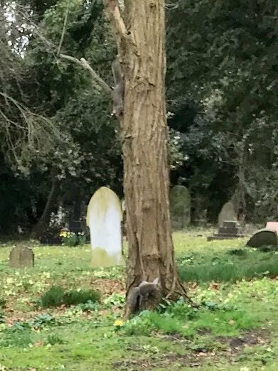 🐿🐿 two of the lil scamps...